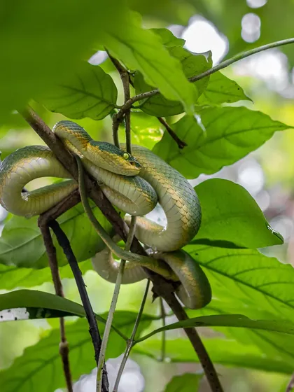 Perfectly camouflaged, a highly venomous Bamboo Pit Viper waits in ambush in the Western Ghats. These predators can stay motionless for weeks, a testament to the patience and strategy found in the natural world.