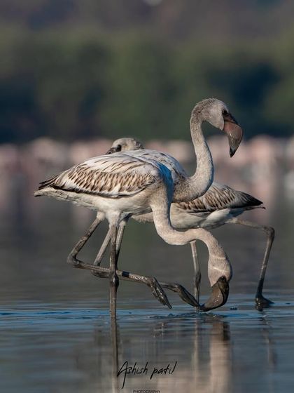 A humorous frame of three juvenile flamingos in an awkward, tangled pose. These lighthearted moments are just as rewarding to capture as the majestic ones.