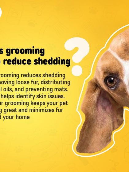 Oh My Pet - At-home Pet Grooming Grooming 101: Our Services & Benefits photo 3