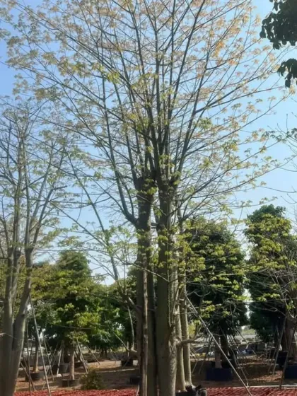 A tall, mature tree at the nursery, ready for a large-scale landscaping project that requires instant shade and impact.