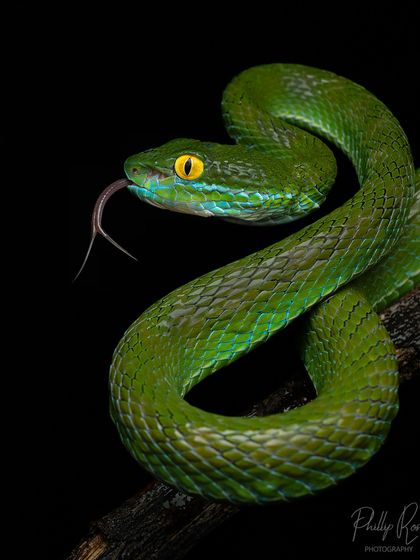 A Large eyed pit viper from Thailand. Its name is no exaggeration; its large eyes are a key feature for identifying this beautiful green snake.