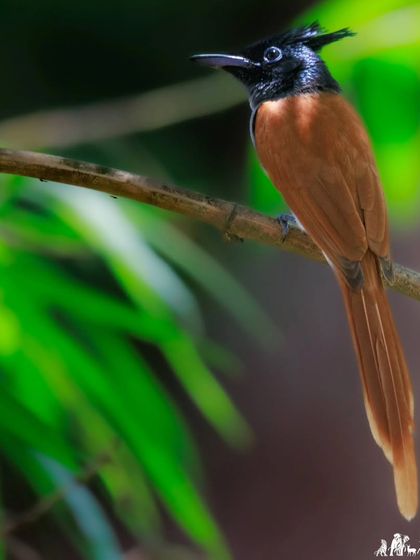 The rufous morph of the Indian Paradise Flycatcher against a backdrop of bamboo. These birds, with their long, flowing tails, are a common and magical sight in the forests here.