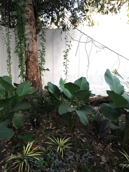 Another view of the Calathea Lutea plants, showing how they've filled in the garden bed over time. Their robust growth is a sign of a healthy landscape and our consistent maintenance.