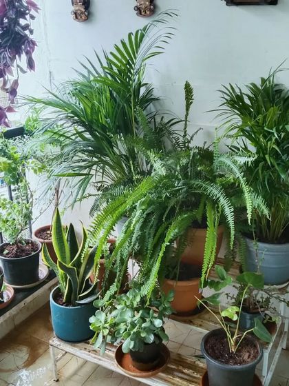 Make Heaven My Garden - Garden Design & Installation Balcony Makeovers photo 3