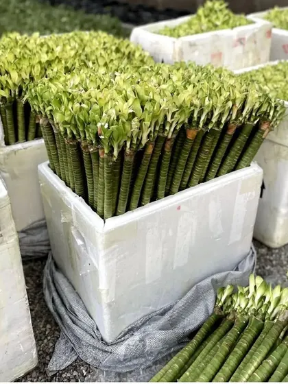 Preparing a large order of Lucky Bamboo stalks. I can supply these in bulk for events, corporate gifting, or for nurseries and florists who want to create their own arrangements.