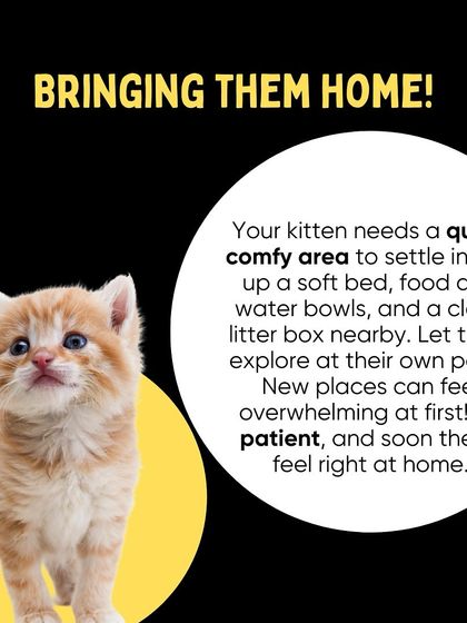 Oh My Dawg - Pet Supplies For New Pet Parents photo 8