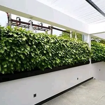 This dense living wall, constructed from a single species of robust creeper, serves as a perfect example of a natural screen. It offers superior privacy and noise reduction for terraces and boundary walls compared to traditional fencing.