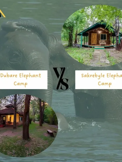 For elephant lovers, it's Dubare vs. Sakrebyle. Dubare is more interactive and activity-focused, while Sakrebyle is a quieter camp focused on the well-being of the elephants. I can explain the differences to help you decide.