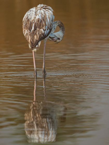 The Avian World: Portraits of Indian Birds photo 6