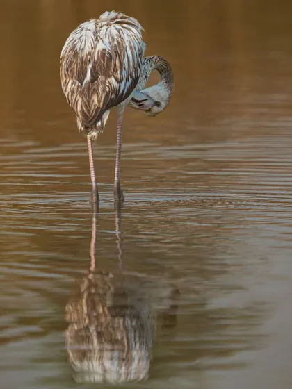A flamingo preens its feathers, with its reflection creating a perfect mirror image. These behavioral shots tell a story of the bird's daily life.