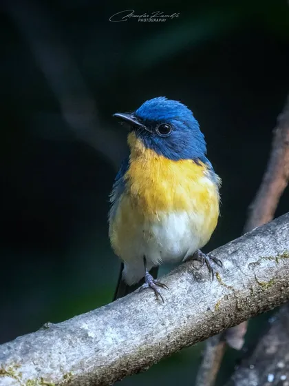 A Tickell's Blue Flycatcher with a striking yellow and blue colour combination. The dark background makes this colourful bird the undeniable star of the image.