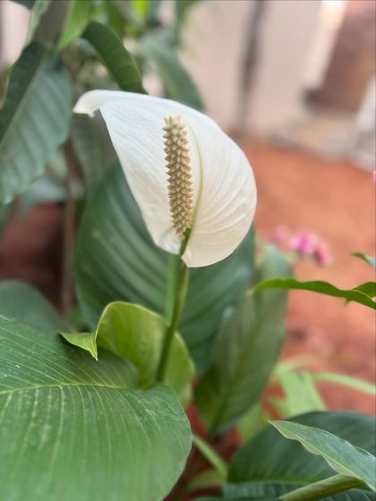 The elegant white flower of a Peace Lily. While often grown indoors, they can also thrive in shady, protected spots in an outdoor garden, adding a touch of grace.