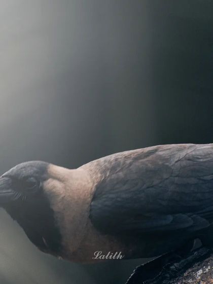 Lalith - Wildlife & Nature Photography Bird Portraits: Up Close & Personal photo 26