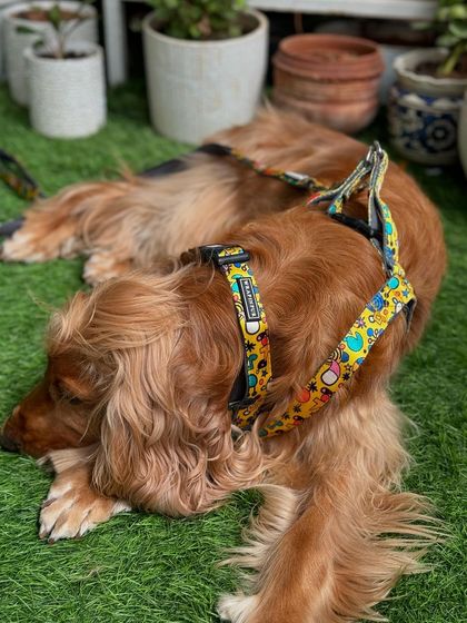 A relaxing moment on the grass, with his stylish harness still on. Comfort and style go hand in hand.