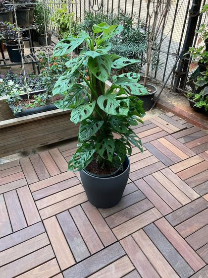 Indoor & Shade-Loving Plants photo 11