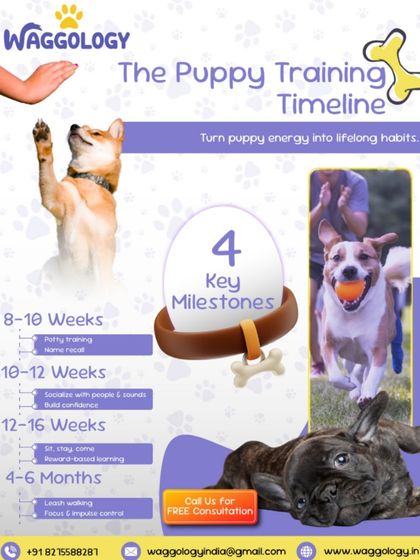 This puppy training timeline shows the key milestones for turning puppy energy into lifelong habits. From potty training at 8 weeks to leash walking at 4-6 months, I guide you through each stage with positive, effective methods.