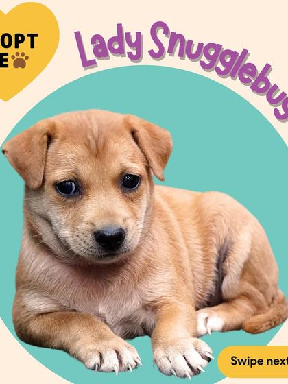 And this is Lady Snugglebug. The name says it all! She is the cuddliest of the bunch and would love nothing more than a warm lap to sleep on. Please reach out if you can give one of these babies a home.