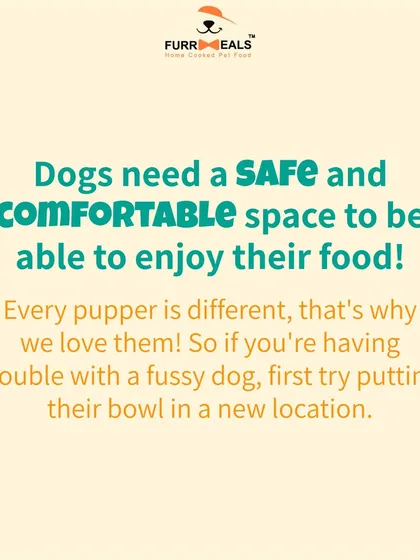 If you have a fussy dog, where you feed them matters. This guide shows how the placement of their food bowl can impact their comfort and willingness to eat, and why a safe, quiet space is so important.