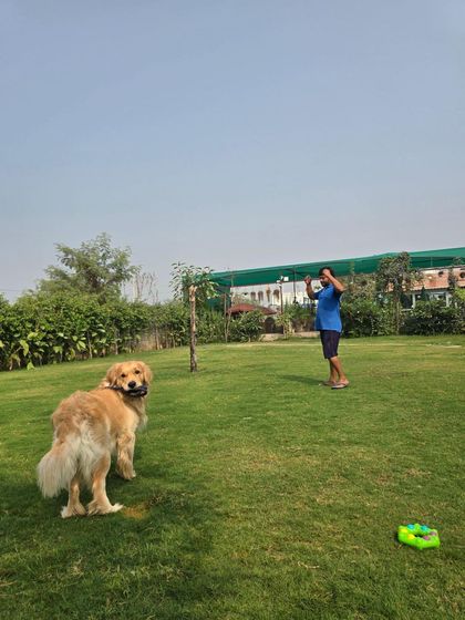 A wide shot showing the scale of our play area, where boarders and daycare dogs get to spend their energy.