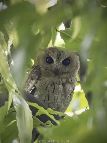 A peek into the life of an Indian Scops Owl chick. Hidden amongst the leaves, its large, dark eyes are full of innocence and curiosity.