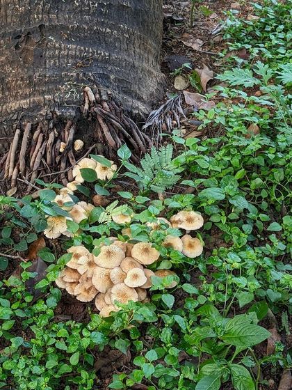 A beautiful cluster of mushrooms growing at the base of a tree. Our walks teach kids to spot these natural treasures in the most unexpected places.
