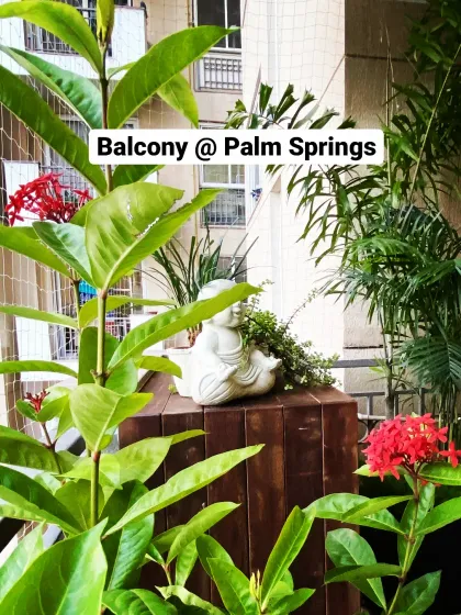 A sneak peek of the lush greenery at our Palm Springs project before the final reveal. We love layering plants like these flowering Ixora and tall palms to create a dense, tropical vibe.