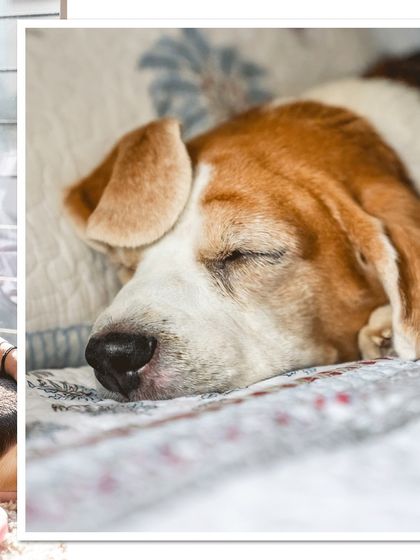 A close-up of Rrari the Beagle sleeping peacefully after her exciting birthday cake smash. Capturing the calm after the storm.