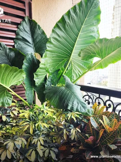 Even a small city balcony has the potential to become a jungle. Here, we used a mix of large-leaf plants like Alocasia and colorful crotons to create a dense, tropical feel for a client in Worli. Our balcony makeovers are designed to maximize green space and provide a private natural escape.