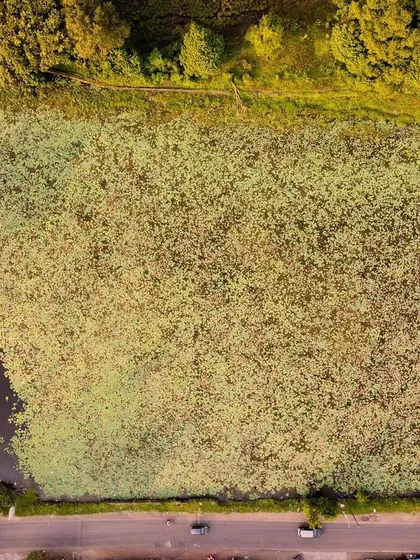 A zoomed-out aerial view reveals the full extent of the lily pad-covered pond, located next to a road and building.