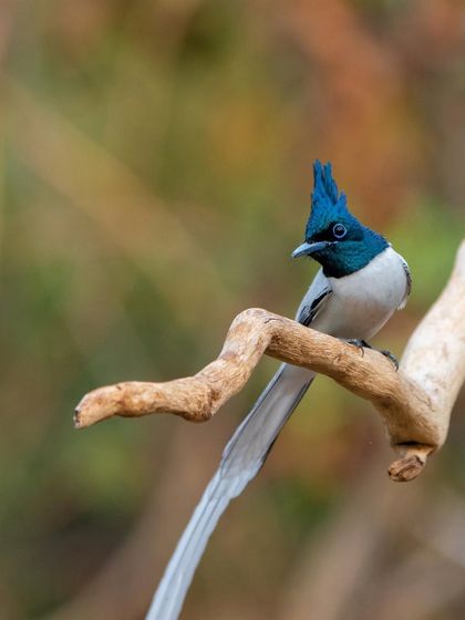The white morph of the male Indian Paradise Flycatcher, looking like a ghost of the forest. Photographing both colour morphs in their natural habitat is a rewarding challenge.