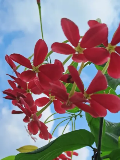 Bhardwaj - Urban Gardening Consultation A Riot of Colorful Flowers photo 14