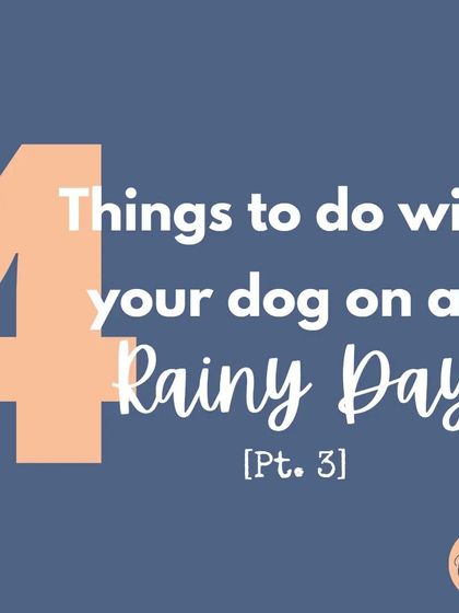 A rainy day is also a great time for a 'grooming day'. Use the time indoors to get your dog comfortable with being brushed and handled.