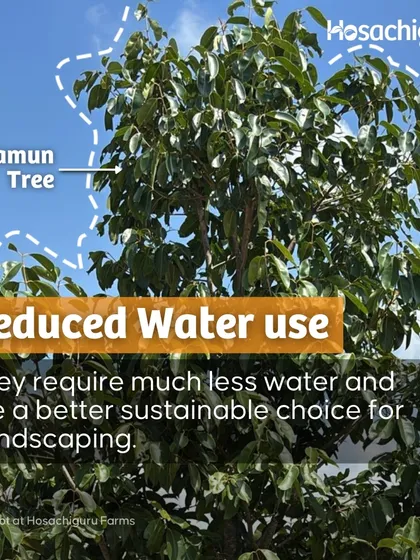 Native plants like the Jamun tree require much less water and are a sustainable choice for landscaping. They are resilient and support local wildlife.