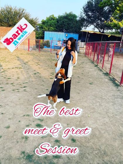 The best meet and greet sessions are the ones filled with happy jumps and wagging tails. I make sure every visitor, human or canine, gets a warm welcome.