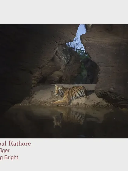 This camera trap image of a tiger in its cave was featured in the "Tiger Tiger Burning Bright" exhibition. It showcases how my engineering skills help create unique wildlife stories.