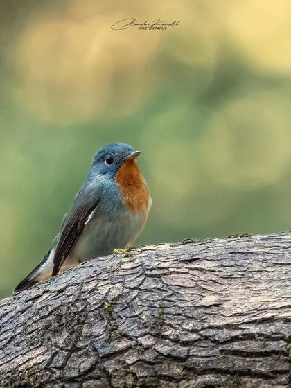 A Red-breasted Flycatcher perched on a thick, textured branch. The soft orange of its chest provides a warm contrast to the cool tones of the background.