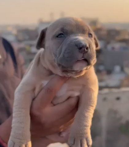 A close-up of our fawn-colored American Bully male. His strong jaw and head structure are signs of a top-quality bloodline.