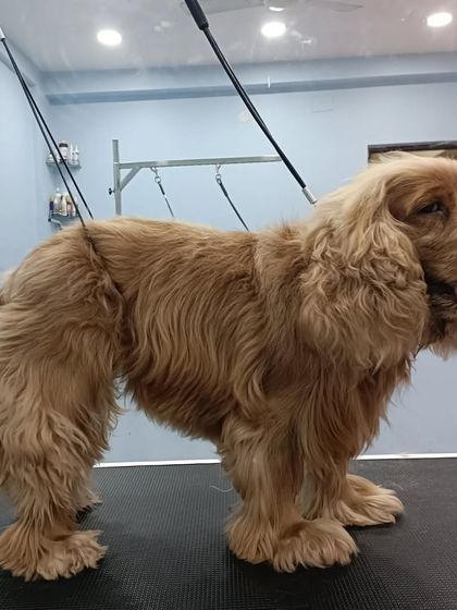 Mamppi Deb - Therapeutic Skin & Coat Treatments Client Stories & Transformations photo 5