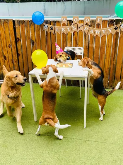 It's a pawty! We love celebrating milestones, and nothing is more special than a dog's birthday. Here, a group of friends, including Beagles and a Golden Retriever, gather around the table for a special birthday treat.