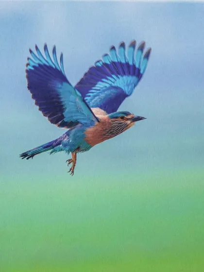 The Indian Roller is famous for its stunning blue wings, but it's incredibly fast. Capturing its colors this clearly mid-flight, with wings fully spread, is a technical challenge that I live for.