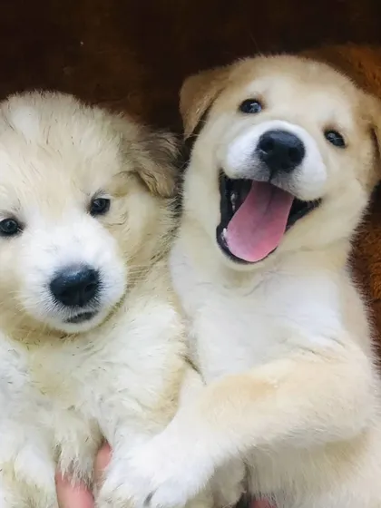The happy faces of puppyhood. These are two of my little ones, full of joy and ready to learn about the world.