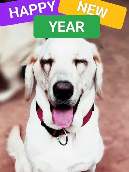 This happy face says it all. A beautiful Labrador retriever sends cheerful New Year wishes, perfectly capturing the happy and relaxed atmosphere we create for our babies during celebrations.