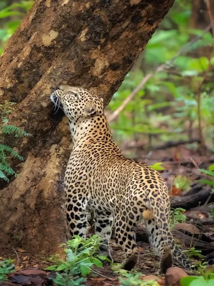 A leopard marks its territory in the dense forests of Tadoba. Unlike tigers, leopards are masters of stealth, and capturing them in such a natural, unguarded moment requires immense patience and forest craft.