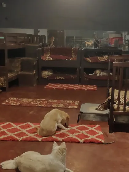 Nap time is whenever and wherever they want. Here you can see our indoor area with plenty of rugs and our special bunk beds. Every dog finds their own favorite spot to rest and recharge.