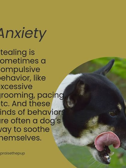 Stealing can also be a compulsive behavior to self-soothe, similar to excessive grooming or pacing, often stemming from anxiety.