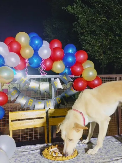Every dog deserves to be the star on their birthday. For private celebrations like this one for Alex, I handle everything from the balloon arch and banners to coordinating with pet-safe bakeries for the perfect cake. Seeing them enjoy their special treat is the best part.