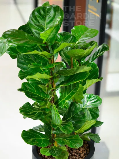 A close-up look at the vibrant, healthy leaves of a Fiddle Leaf Fig. I ensure all plants I source are of the highest quality to guarantee they thrive and look their best in your office.