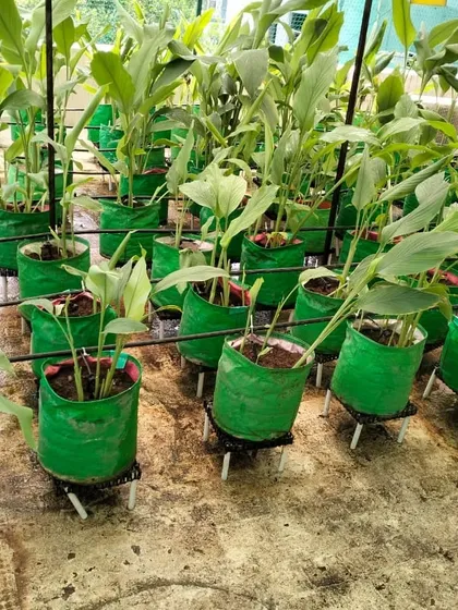 A garden maintenance and deep cleaning service in progress. Here you can see a thriving turmeric patch that we care for, ensuring the plants are healthy.