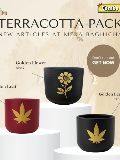 Our handcrafted terracotta planters are a customer favorite, and this combo deal makes it easy to style your space. This pack includes three of our new designs: the Golden Leaf in red, the Golden Flower in black, and the Golden Leaf in black. They give a lovely desi yet modern feel to any room.