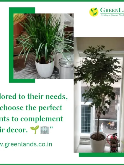 This graphic highlights how I tailor plant choices to a client's decor. For this salon, I selected a tall, elegant tree for a sunlit window and a full, leafy plant in a simple white pot to complement their modern aesthetic.